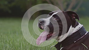 English staffordshire bull terrier running and jump