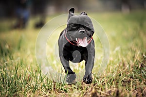 English staffordshire bull terrier running photo