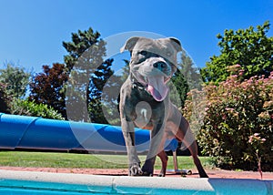 English Staffordshire Bull Terrier Standing above the Pool in Summer