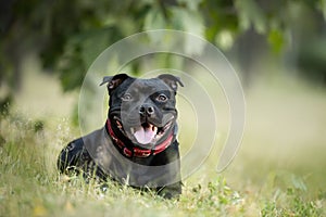 English staffordshire bullterrier dog lying in the grass in summer