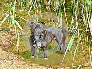 English Staffordshire Bullterrier. photo