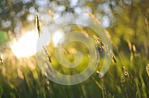 English Summer Field