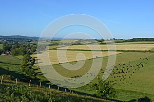 English summer landscape, cows grazing in a field