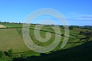 English summer landscape, cows on hillside