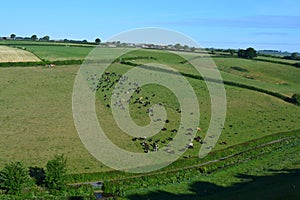 English summer landscape, cows on hillside