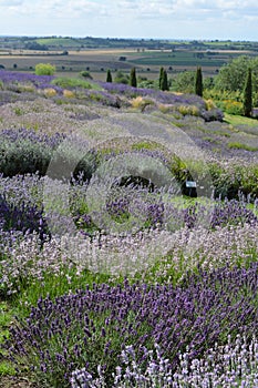 English summer landscape with lavender and the Vale of York, UK