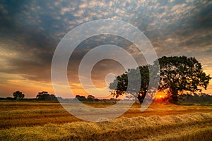 English Summer Sunrise