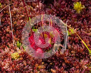 English sundew, Drosera anglica, macro, shallow DOF, selective focus