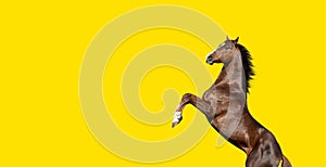 English thoroughbred bay horse rearing up, isolated on yellow background