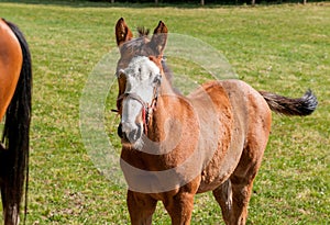 English Thoroughbred foal horse.