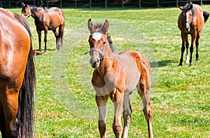English Thoroughbred foal horse.