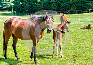 English Thoroughbred foal horse with mare