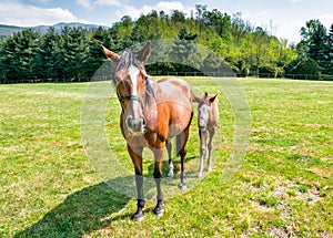 English Thoroughbred foal horse with mare