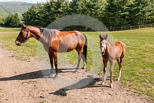 English Thoroughbred foal horse with mare on the field