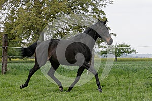 English thoroughbred horse