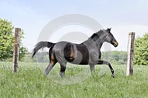 English thoroughbred horse