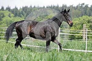 English thoroughbred horse