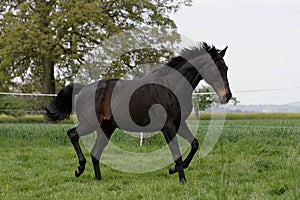 English thoroughbred horse photo