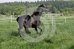 English thoroughbred horse