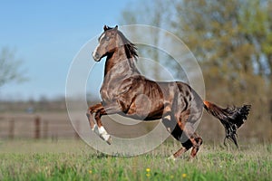 English thoroughbred horse jumping with a beautiful background