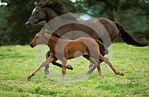 English Thoroughbred Horse, Mare with Foal Galloping through Meadow