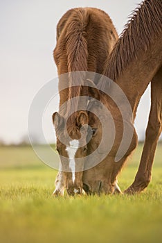 English thoroughbred horse, mare with foal grazing at sunset in a meadow with heads together.