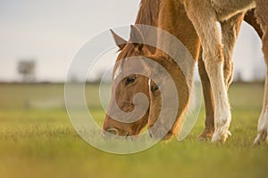 English Thoroughbred horse, mare with foal grazing together at sunset in a meadow.