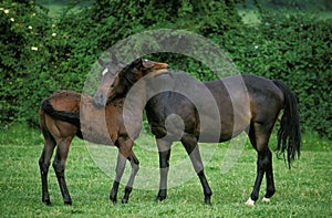 English thoroughbred Horse, Mare with Foal standing in Paddock