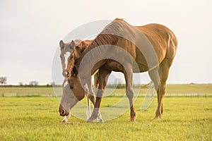 English thoroughbred horse, mare with foal at sunset in a meadow.