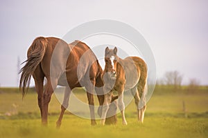 English Thoroughbred horse, mare with foal at sunset in a meadow.