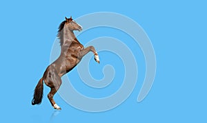 English thoroughbred horse rearing up, isolated on blue background