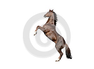 English thoroughbred red horse rearing up, isolated on white background