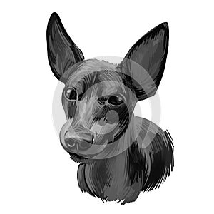 English Toy Terrier, Black and tan dog digital art illustration isolated on white background. England origin toy dog. Cute pet