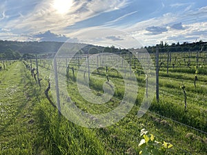 English vineyard