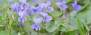 English violet. Viola odorata. Spring primroses. Flower with a sweet scent. Delicate blurred spring background with garden violet