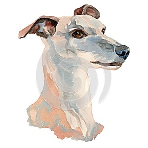 The English Whippet watercolor hand painted dog portrait