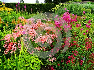 English wildflower gardens -giardino all'inglese fiori di campo