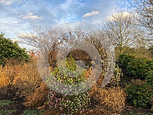English winter garden with ornamental grasses, Daphne shrubs and cloudy sky, the subject is out of focus