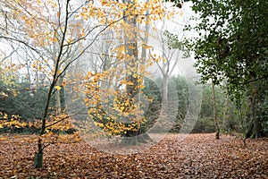 English woodland area showing autumn leaves on the ground, taken during a wintry morning