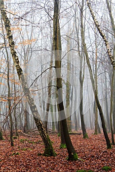 English woodland on a foggy misty morning