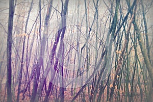 English woodland on a foggy misty morning