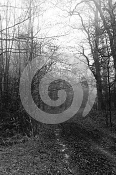 English woodland on a foggy misty morning