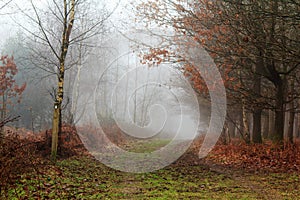 English woodland on a foggy misty morning