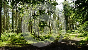 English Woodland photo