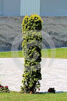 English yew or Taxus baccata evergreen ornamental tree with flat dark green broad leaves growing in tall column like shape