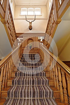 Engllish country house, wooden stairs and carpet strip. deer head
