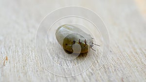 Engorged of blood hard tick lies on its back