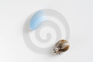 Engorged brown dog tick and blue pill on white background