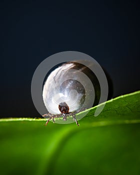 Engorged female deer tick on green leaf photo