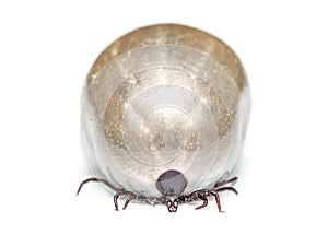 Engorged tick on white